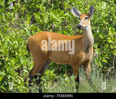 Cerf des marais (Blastocerus dichotomus ) - femmes - sur la liste des espèces vulnérables. Le Pantanal, Brésil Banque D'Images