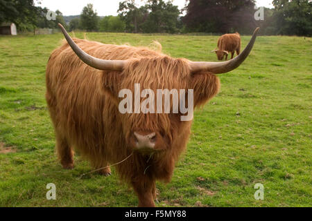 Nov 14, 2005 ; Scone, Ecosse, Highland cattle sont une ancienne race de bovins écossais avec de longues cornes et shaggy peaux. La race a été mis au point dans les hautes terres et les régions côtières de l'ouest de l'Écosse, et des reproducteurs a été exporté à l'Australie et l'Amérique du Nord dans les années 1800. La race a été développée à partir de deux ensembles de stock, l'un noir, l'origine et l'autre rouge. Aujourd'hui, les bovins highland viennent dans une grande variété de couleurs. Highlands sont connus comme une race rustique (probablement en raison de la nature de leur highlands), qui va manger des plantes autres bovins d'éviter. Ils broutent les sourcils et Banque D'Images