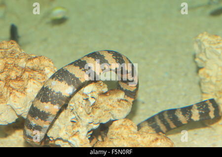 Erabu black-Banded krait (Laticauda semifasciata mer) close up Banque D'Images