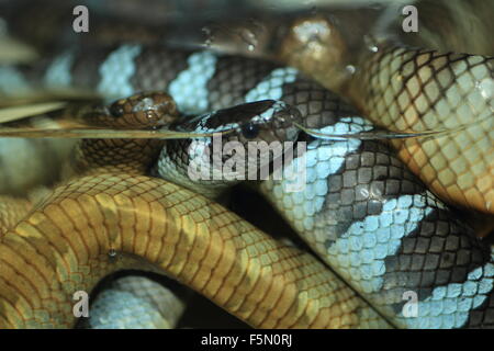 Erabu black-Banded krait (Laticauda semifasciata mer) close up Banque D'Images