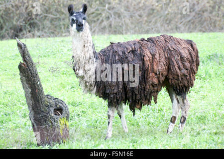 Le lama (Lama glama) couvert de boue qui paissent dans les prairies. Banque D'Images