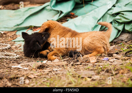 Cute chiots errants jouer Banque D'Images