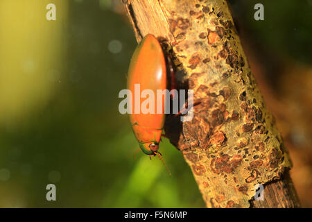 Cybister sugillatus dans l'Île du Ryukyu,Japon Banque D'Images