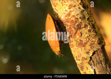 Cybister sugillatus dans l'Île du Ryukyu,Japon Banque D'Images