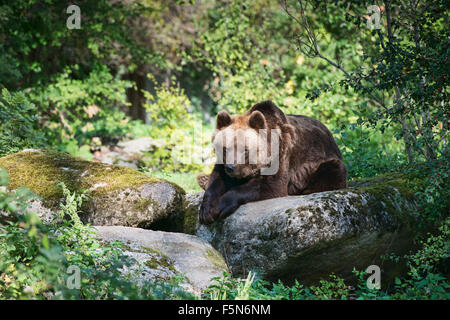 Eurasian ours brun (Ursus arctos arctos) Banque D'Images