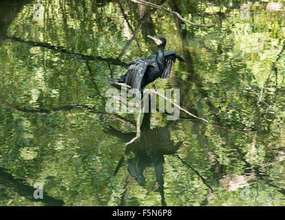 Grand Cormoran (Phalacrocorax carbo) close up Banque D'Images