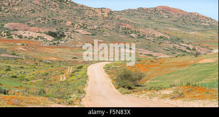 Fleurs sauvages de l'orange à côté de la route pour Hondeklipbaai Garies proche dans la région de l'Afrique du Sud Namaqualand Banque D'Images