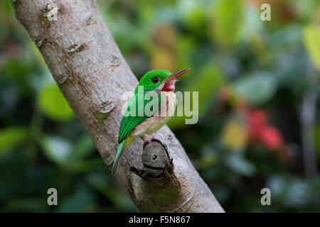 Large-billed Tody nid perché par burrow Banque D'Images