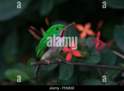 Large-billed Tody nid perché par burrow Banque D'Images