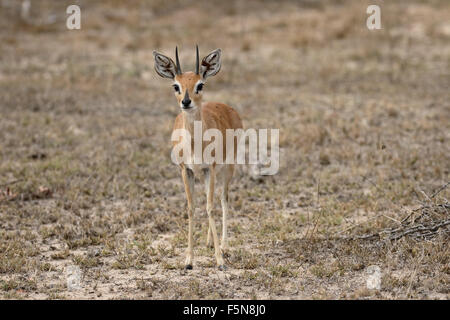 Steenbok, Raphicerus campestris, seul mâle antilope, Afrique du Sud, août 2015 Banque D'Images