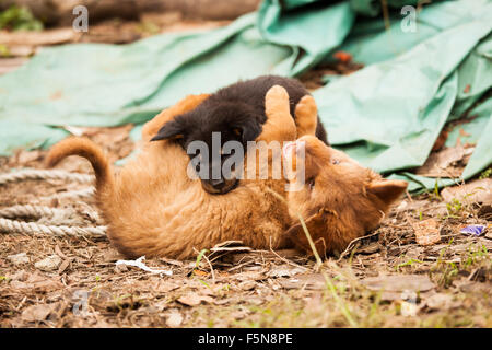 Cute chiots errants jouer Banque D'Images