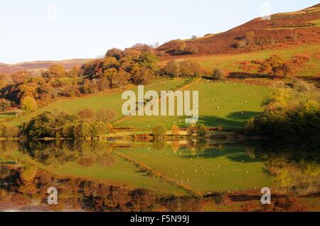 Image miroir de champs verts et arbres en automne Caban Coch Reservoir Rhayarer Elan Valley powys Pays de Galles cymru uK GO Banque D'Images
