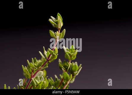 Groupe de plantes biologiques sains, thym vert Banque D'Images