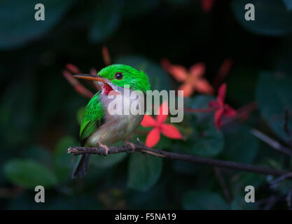 Large-billed Tody nid perché par burrow Banque D'Images