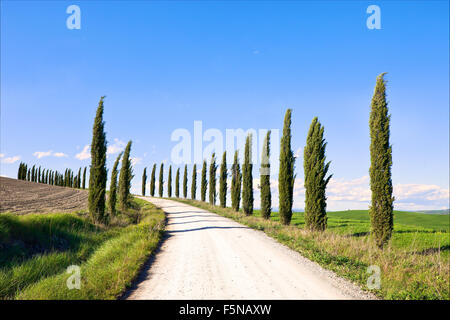 Les rangées de cyprès et d'un paysage typique de la route blanche en Crete Senesi terre près de Sienne, Toscane, Italie, Europe. Banque D'Images