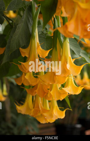 Brugmansia, Angel's Trumpet Banque D'Images