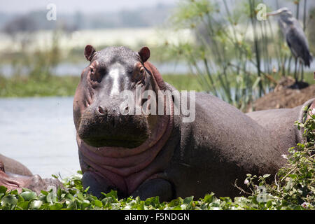 Hippopotamus amphibius la moitié hors de l'eau à plus de jacinthe d'eau Le lac Naivasha au Kenya Banque D'Images