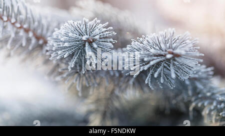 En branches de sapin givre sur matin froid Banque D'Images