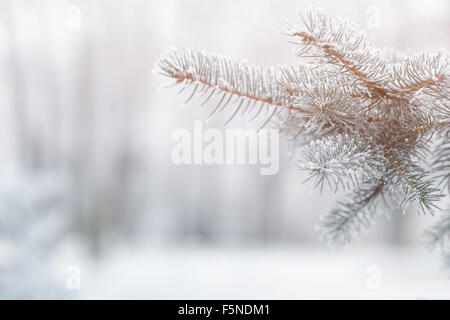 En branches de sapin givre sur matin froid Banque D'Images