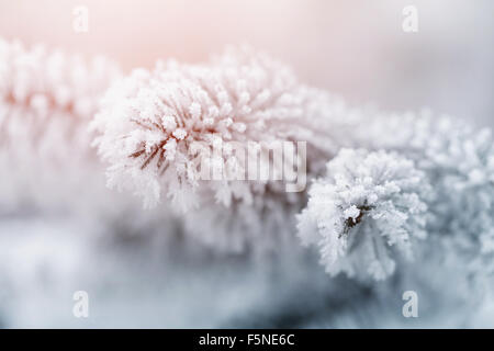 En branches de sapin givre sur matin froid Banque D'Images