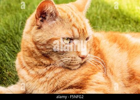 Ginger Tom cat au repos dans un jardin sur un jour d'été Banque D'Images