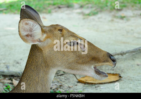 Eld's deer aussi connu sous le nom de front ou thamin-chevreuil. Banque D'Images