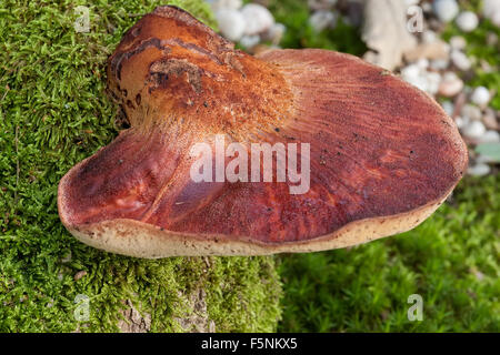 Close up de champignon Fistulina hepatica (beefsteak) Banque D'Images