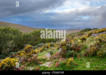 Juste au-dessus de la lande Wistmans wood avec vues vers Crow Tor Dartmoor National Park Devon Uk Banque D'Images