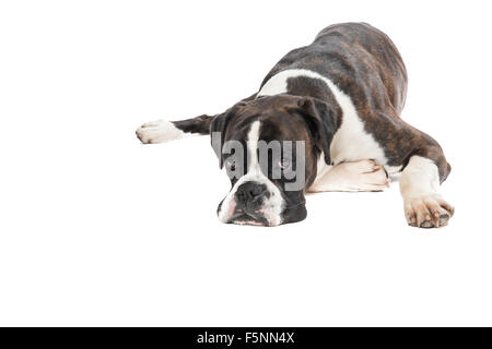 Chien boxer paresseux Banque D'Images