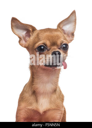 Portrait de chien chihuahua mignon avec la langue qui sort Banque D'Images