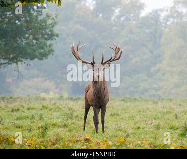 Red Deer Stag Banque D'Images