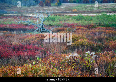 Automne couleur sunrise at Big Meadows dans le Parc National Shenandoah en Virginie Banque D'Images