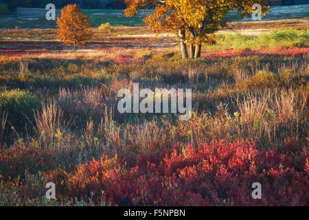 Automne couleur sunrise at Big Meadows dans le Parc National Shenandoah en Virginie Banque D'Images