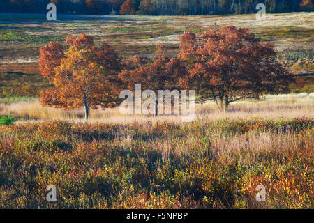 Automne couleur sunrise at Big Meadows dans le Parc National Shenandoah en Virginie Banque D'Images