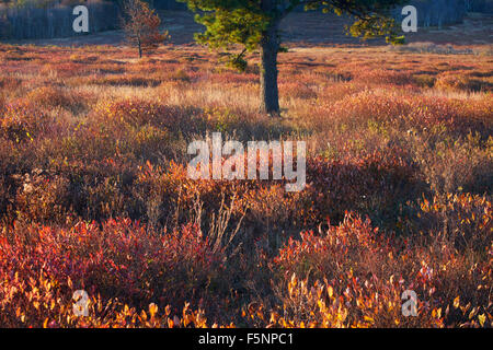 Automne couleur sunrise at Big Meadows dans le Parc National Shenandoah en Virginie Banque D'Images