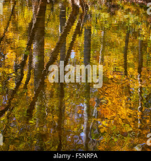 L'automne sur le milieu Patuxent River dans le comté de Howard, dans le Maryland Banque D'Images