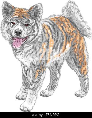 Dessin vectoriel Akita Inu chien race japonaise smiles Illustration de Vecteur