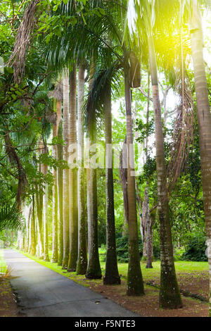 L'avenue des palmiers (royal palm tree) sur l'Ile Maurice (Roystonea regia) Banque D'Images