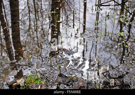 Petite nouvelle forêt plantes poussant hors de l'eau au printemps, avec de grands arbres et ciel réflexion, la Suède. Banque D'Images