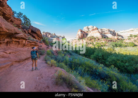 Une femme de l'Utah Calf Creek randonneur sur le sentier des chutes du ruisseau de veau à Grand Staircase-Escalante National Monument (Utah). Banque D'Images