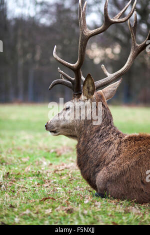 Red Deer stag à Richmond Park pendant la saison du rut Banque D'Images