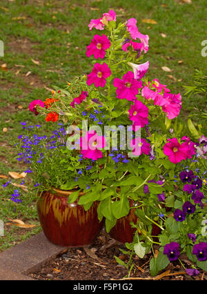 Récipient en céramique brun rougeâtre avec masse de fleurs de printemps coloré bleu, des annuelles et lobelia pétunias rose vif Banque D'Images