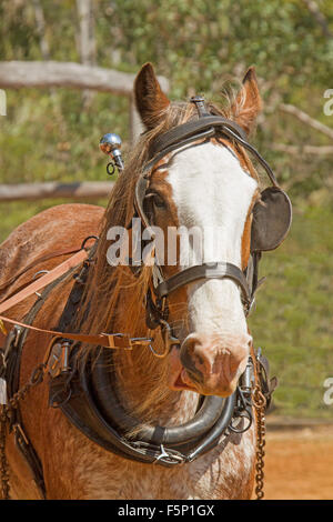 Chevaux de trait, Suffolk Punch, de châtaignier avec flamme blanche, portant des oeillères et collier avec faisceau Banque D'Images