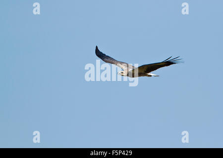 White-bellied sea eagle espèce Haliaeetus leucogaster Banque D'Images