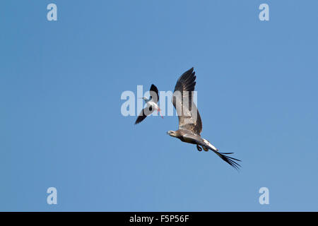 White-bellied sea eagle espèce Haliaeetus leucogaster Banque D'Images