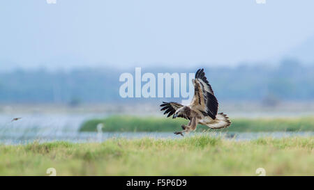 White-bellied sea eagle espèce Haliaeetus leucogaster la chasse en vol Banque D'Images