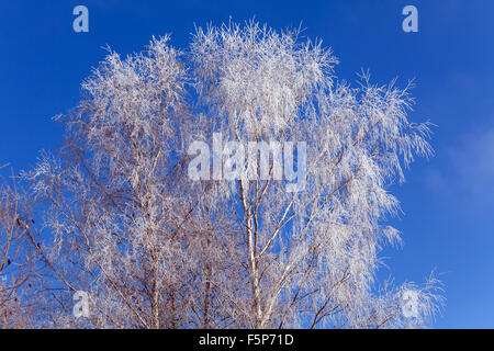 Rime sur un arbre à jour ensoleillé Banque D'Images