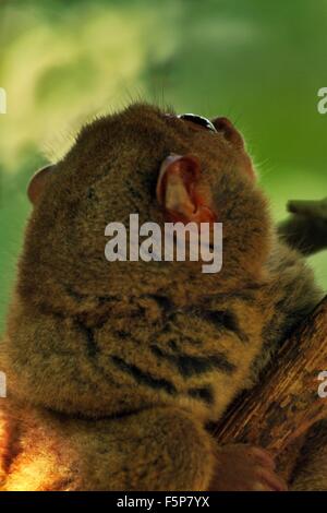 Fin de croissance de l'écorce de l'arbre d'embrayage Tarsier choqué par le bruit fait par d'autres Tarsiers, jusqu'à la zone de conservation Tarsier -, Loboc, Bohol, Philippines Banque D'Images