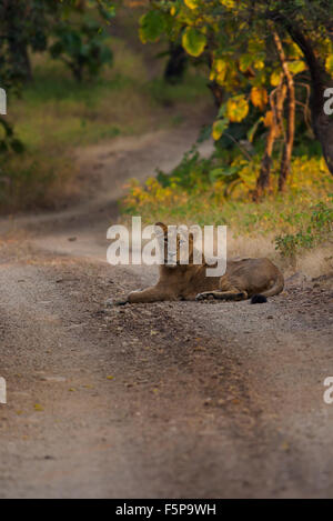 Asiatic Lion cub sur une route au parc national Sasan Gir, dans le Gujarat, Inde Banque D'Images