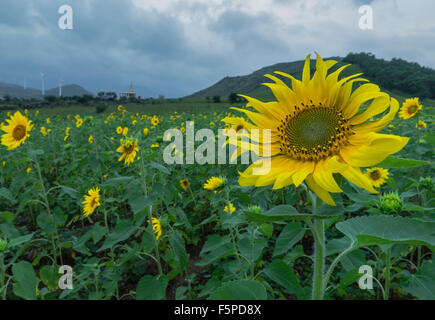 Close up de tournesols dans un champ avec un ciel bleu sur la route de Nasik Mumbai Banque D'Images